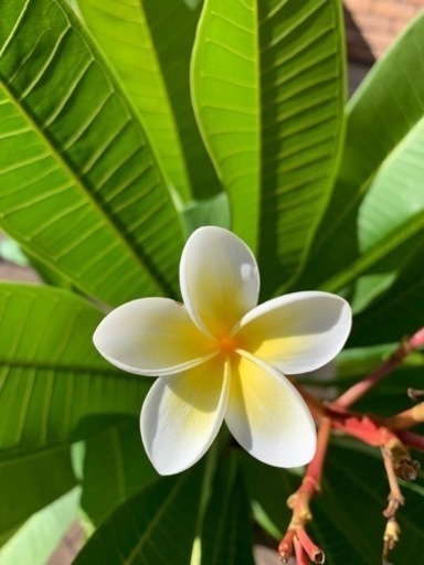 プルメリア白 新品の日本製陶器鉢入り 寄せ植え