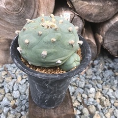 ロフォフォラ　翠冠玉　　　植物　　サボテン