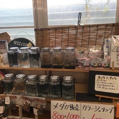 ✨日高川町　中津産品にてメダカ、シュリンプ販売開始✨