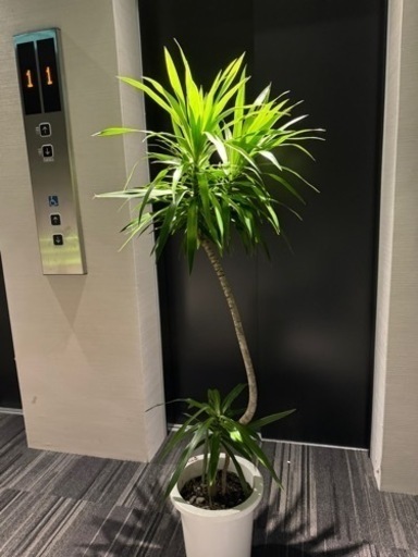 ドラセナ　ナビー　観葉植物