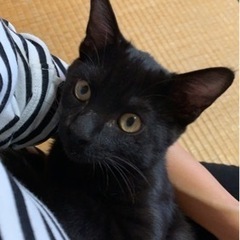 8月中旬〜下旬生まれの黒猫ちゃん(オス)