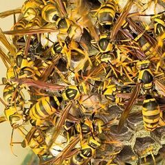 建物に潜む、蜂・ゴキブリ・シロアリ駆除は【害虫の緊急駆除隊…
