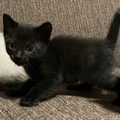 黒猫🐈‍⬛子猫男の子里親募集の画像