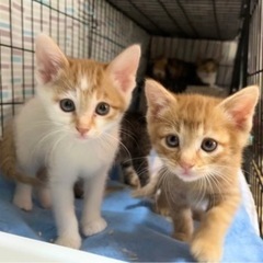 茶トラの子猫🐱里親様が見つかりました！