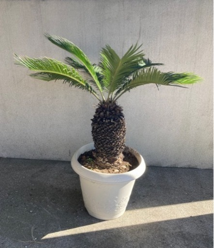 ソテツ　約30cm