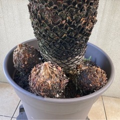 ソテツ　約60cm　剪定済