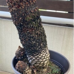 ソテツ　約60cm　剪定済