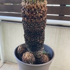 ソテツ　約60cm　剪定済