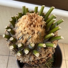 ソテツ　約60cm　剪定済