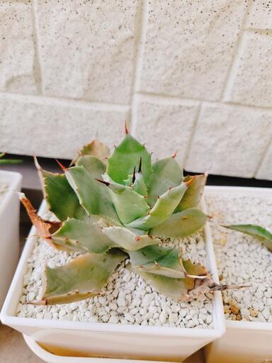 終了】ヤシの木 アガベ