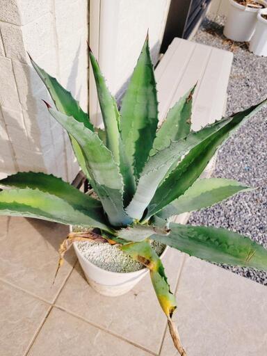 【終了】ヤシの木 アガベ 終了】ヤシの木 アガベ