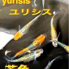 めだか🔸ユリシス🔹若魚１５匹.メダカ✨輝きのユリシス