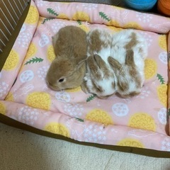 (ミックスの里親求)うさぎの里親募集です。