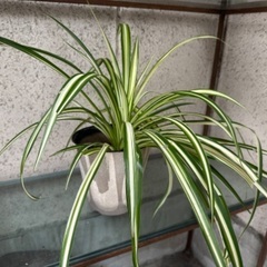 昭和レトロな植木鉢のオリズルラン