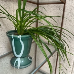 昭和レトロ植木鉢の観葉植物