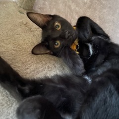 決まりました✨💕5/2産まれ　胸元とお腹に白い毛が少しある鍵しっぽの黒猫ちゃん − 北海道