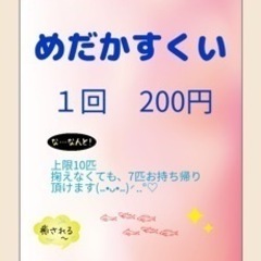 今年最後のメダカすくいと販売