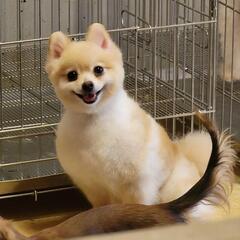 繁殖引退犬　ポメの画像