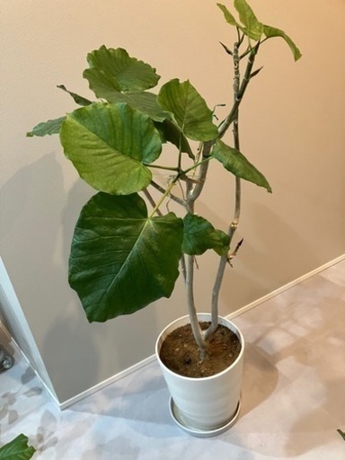 観葉植物　ウンベラータ