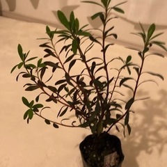 木　観葉植物　ユーフォルビア ブラックバード