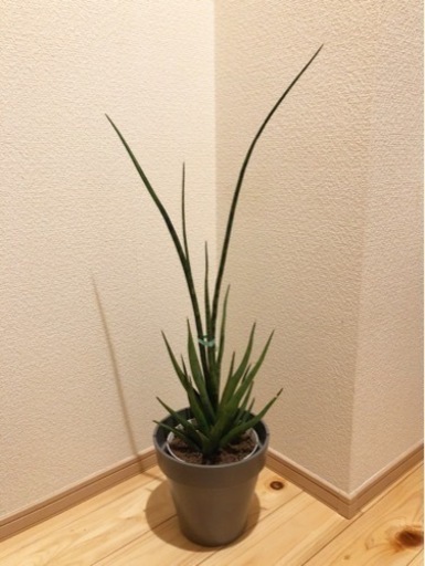 観葉植物　サンセベリア・グラシリス　75cm　5号鉢と鉢カバー付き
