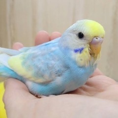 セキセイインコ、オカメインコのブリーダー様いらっしゃいませんか？