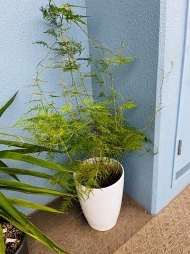 鑑賞植物　5種類