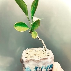 実生キンカン＆ミニ盆栽鉢のセット