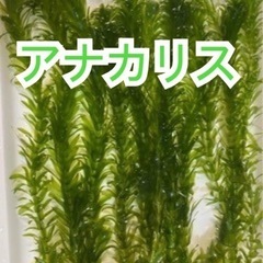 国産！無農薬！金魚藻 アナカリス100本＋ 引き取り限定