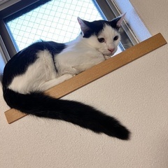 脱走した猫探しています。