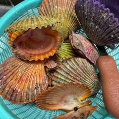 ヒオウギ貝の貝殻