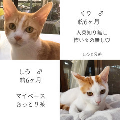 第2回【大刀洗町⌘猫譲渡会】！「11/5(日) 10:30〜14...