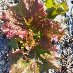 サニーレタスが欲しい方