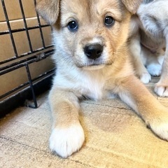 母犬からバトンタッチされた５兄妹　たあくん　オス　２ヶ月