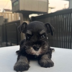 【飼い主様決まりました】Mシュナウザーの男の子🍀