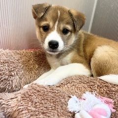 母犬からバトンタッチされた５兄妹　ひめちゃん　メス　２ヶ月