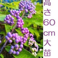 F）コムラサキシキブ 紫式部 実生苗 庭植え抜き苗　樹高約60c...