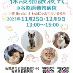 @各務原 🐱 保護猫譲渡会の画像