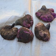 紫山芋約3キロ