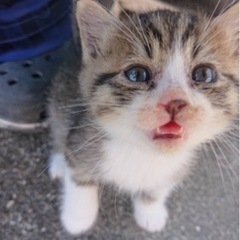 里親募集 猫ちゃん お一人ご相談中です