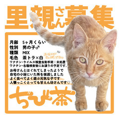 【トライアル決定しました！】茶トラ男の子🐱の里親さんを募集しています！の画像