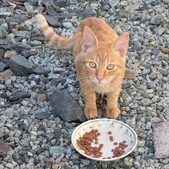 【トライアル決定しました！】茶トラ男の子🐱の里親さんを募集しています！ - 東根市