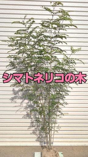 シマトネリコの木・高さ約2m(お届けも可能)