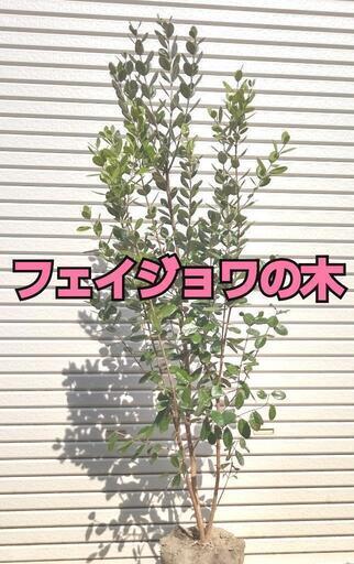 フェイジョワの木約160㎝　(お届けも可能)