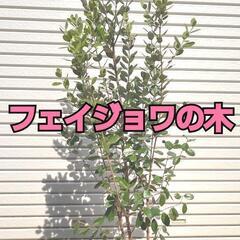 フェイジョワの木🌱約160㎝　(お届けも可能)