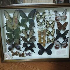 蝶の標本　1500