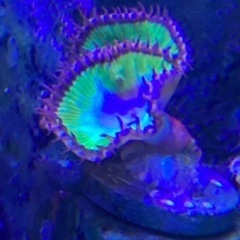 値下げ　4ポリプ《US Zoa》CRR Emerald Gran...