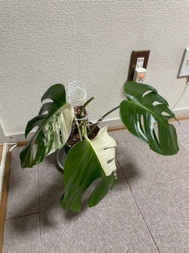 モンステラ　斑入り