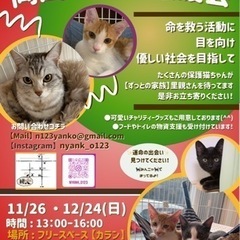 11月岡田ほごねこ譲渡会