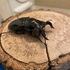タランドゥスオオツヤクワガタ 80UPラストペア